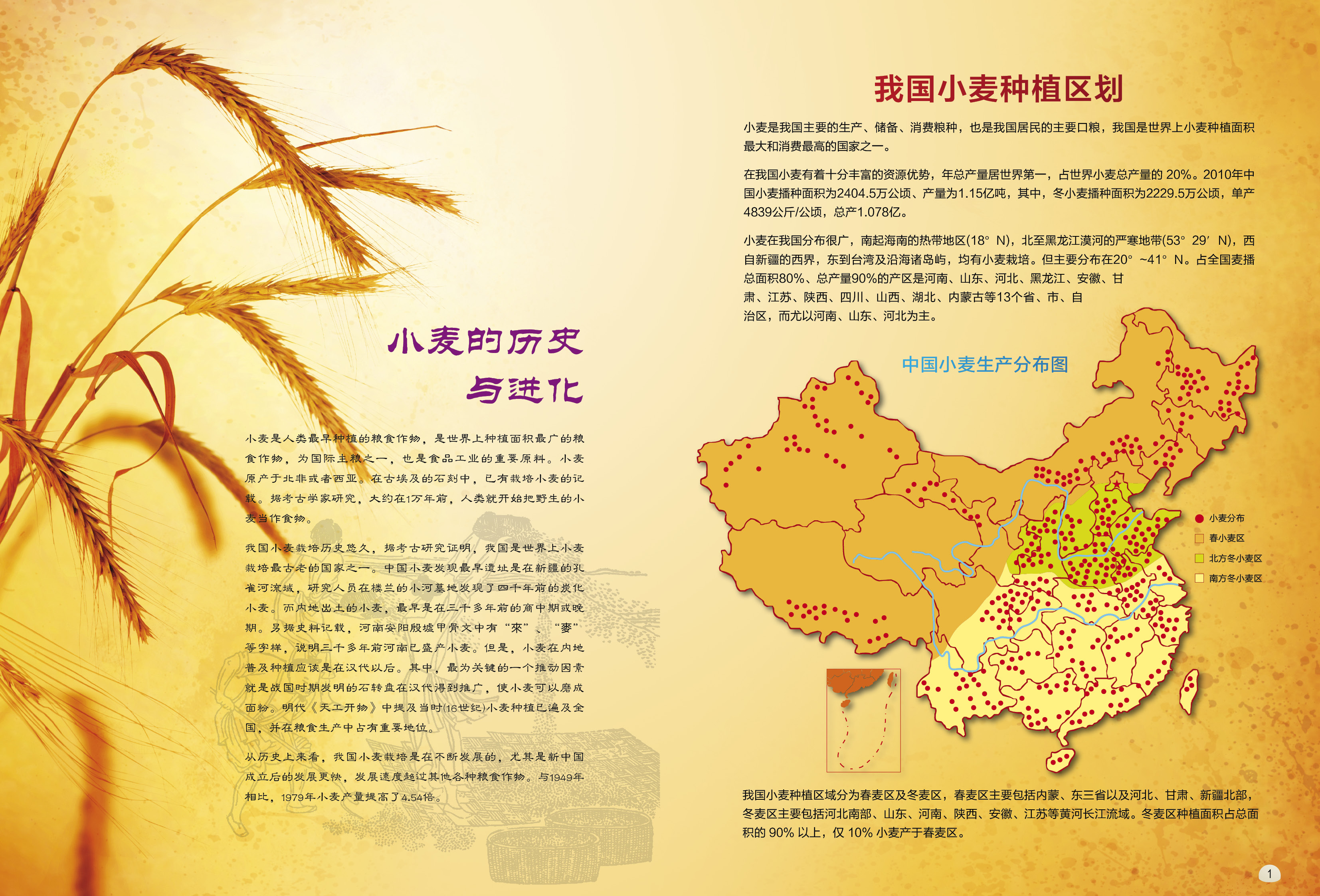 小麦粉营养与健康-2.jpg